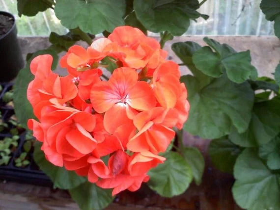 Geranium Light Orange Flower Seeds for Planting - 100 pcs