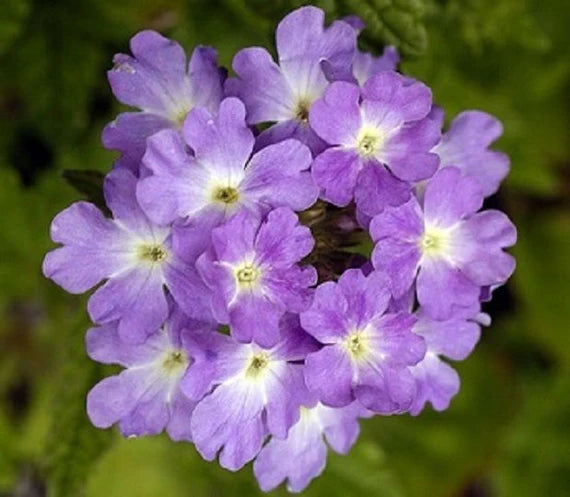 Lavender White Verbena Flower Seeds – Heirloom Non-GMO High Germination Organic Garden Seeds for Planting