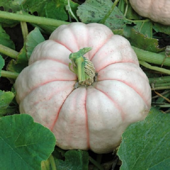 Pink Pumpkin Porcelain Vegetable Seeds for Planting – Heirloom, Non-GMO, Organic Garden Seeds with High Germination