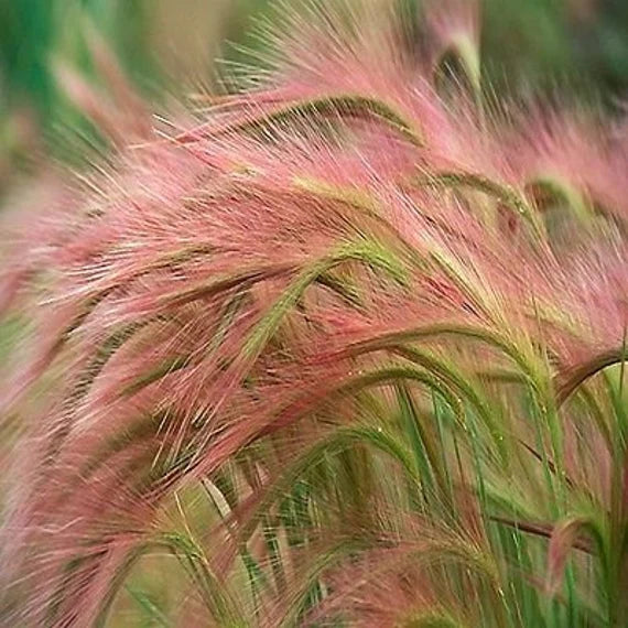 Foxtail Millet Red Jewel Ornamental   plant seeds-100 pcs