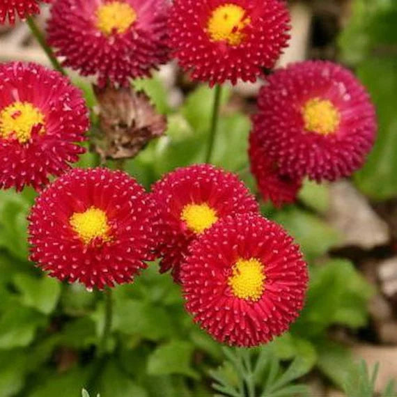 Red Bellis Flower Seeds for Planting - 100 pcs