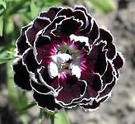 Dianthus Chianti nellike blomsterfrø til udplantning - 100 stk