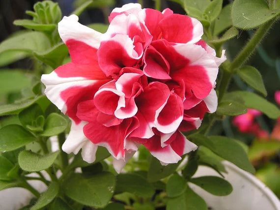 Fresh Petunia Flower Seeds for Planting, Red White 100 pcs