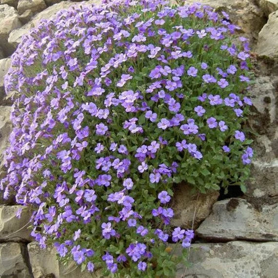 Rock Cress Flower Seeds for Planting - Pale Blue 100 pcs