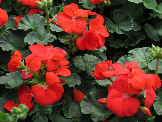 Geranium Blomsterfrø til Plantning Rød 100 stk