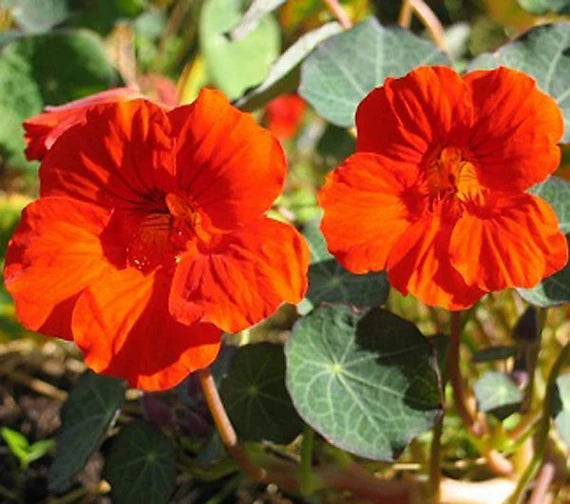 Orange Tropaeolum Majus Flower Seeds - 100 pcs