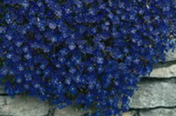 Dark Blue Aubrieta Flower Seeds for Planting - 100 pcs