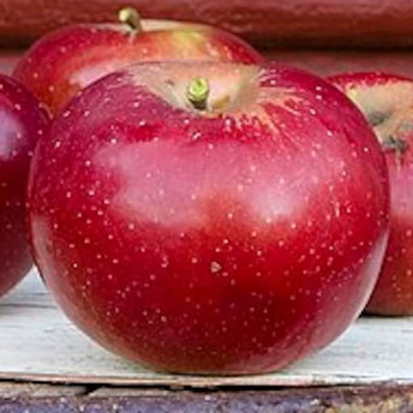 Red Delicious Apple Seeds – Heirloom Non-GMO Fruit Seeds for Garden Planting