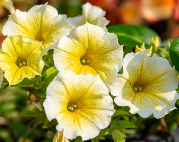 Yellow and White Petunia Flower Seeds for Planting - Heirloom, NON-GMO, Easy to Grow Blooms