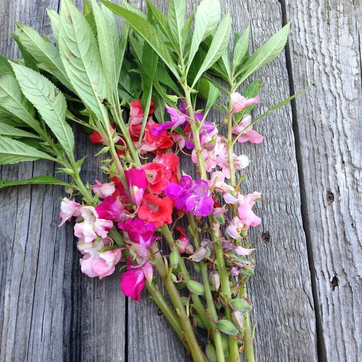 Heirloom Non-GMO Mixed Balsam Flower Seeds – Bright, Colorful Blooms for Garden Planting