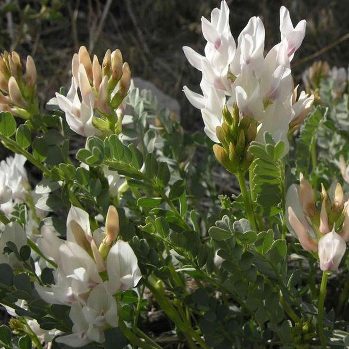 Astragalus Flower Seeds for Planting, White Blooms, 100 pcs