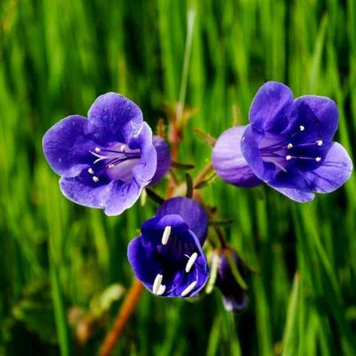 Organic Heirloom Non-GMO Bluebells Flower Seeds for Planting – Spring Blooming Bulbs