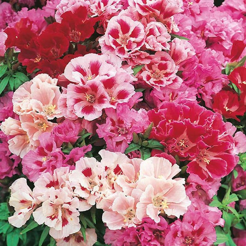 Clarkia elegans Flower Seeds for Planting – Heirloom & Non-GMO Graceful Annual Blooms for Borders, Beds, and Cottage Gardens