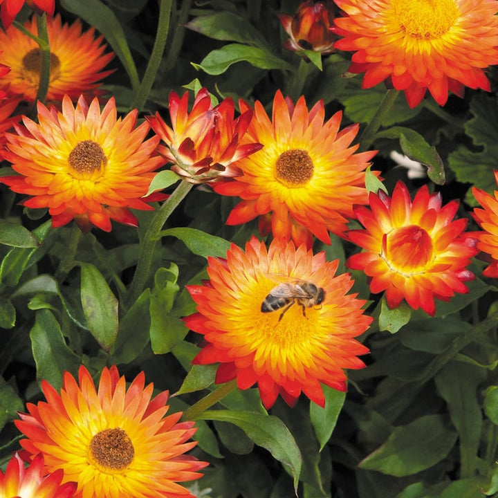Organic Orange Double Strawflower Seeds for Planting – Heirloom, Non-GMO