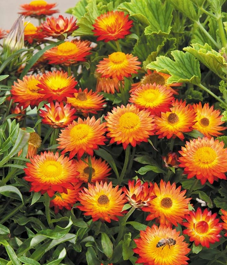 Organic Orange Double Strawflower Seeds for Planting – Heirloom, Non-GMO