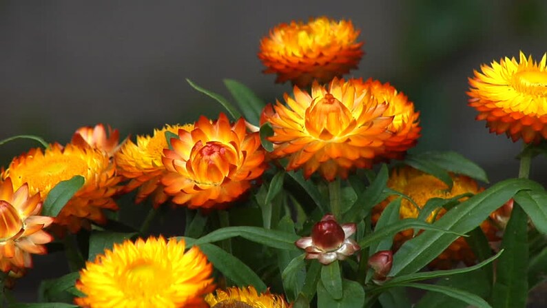 Organic Orange Double Strawflower Seeds for Planting – Heirloom, Non-GMO