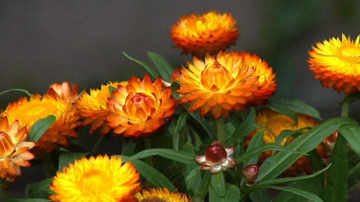 Organic Orange Double Strawflower Seeds for Planting – Heirloom, Non-GMO