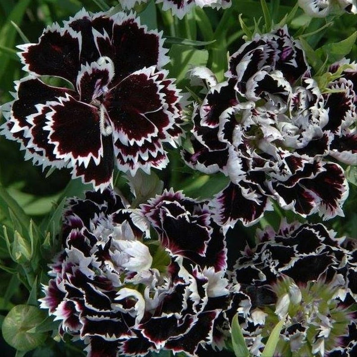 Organic Heirloom Non-GMO Black White Dianthus Seeds for Planting – Bicolor Garden Blooms