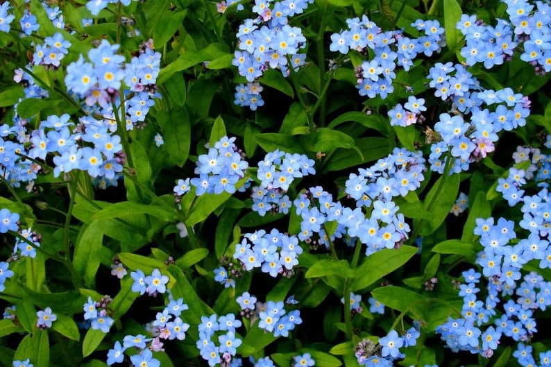 blue heirloom flower seeds