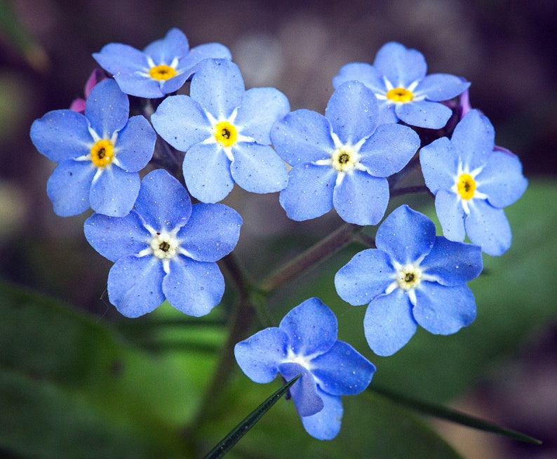 Organic Blue Myosotis Flower Seeds for Planting – Heirloom, Non-GMO