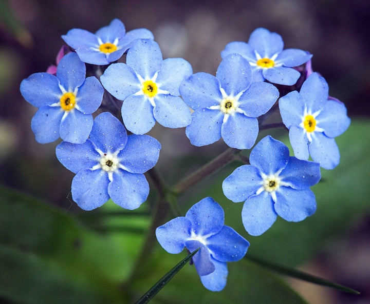 Organic Blue Myosotis Flower Seeds for Planting – Heirloom, Non-GMO
