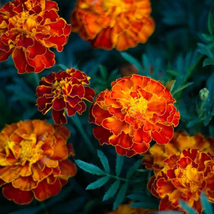 Heirloom Non-GMO Russian Marigold Flower Seeds for Planting – Bright Hardy Blooms for Garden Borders | High Germination