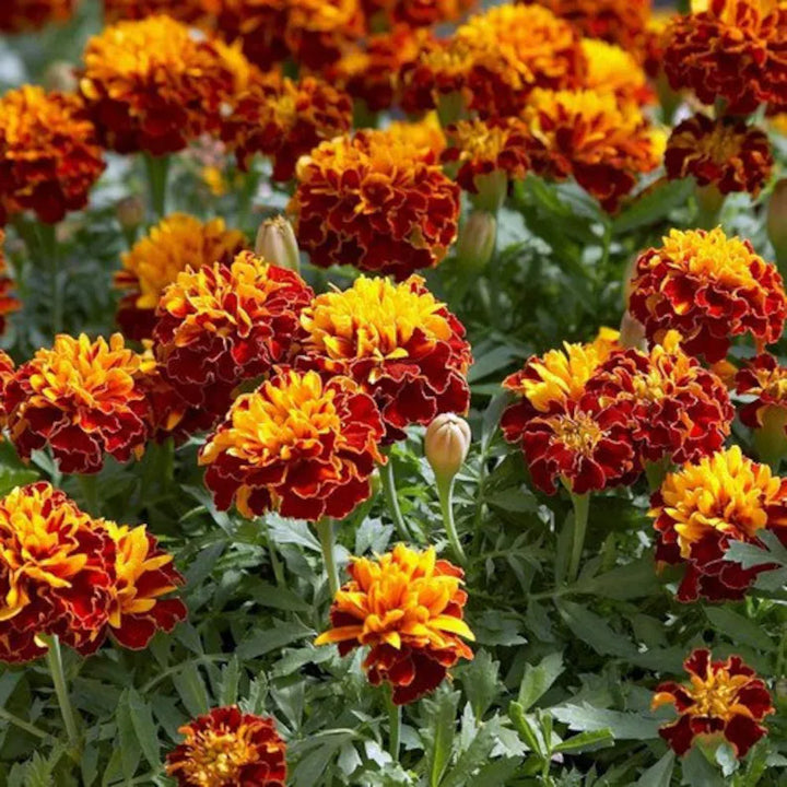 Heirloom Non-GMO Russian Marigold Flower Seeds for Planting – Bright Hardy Blooms for Garden Borders | High Germination