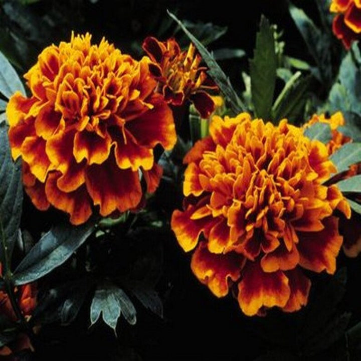 Heirloom Non-GMO Russian Marigold Flower Seeds for Planting – Bright Hardy Blooms for Garden Borders | High Germination