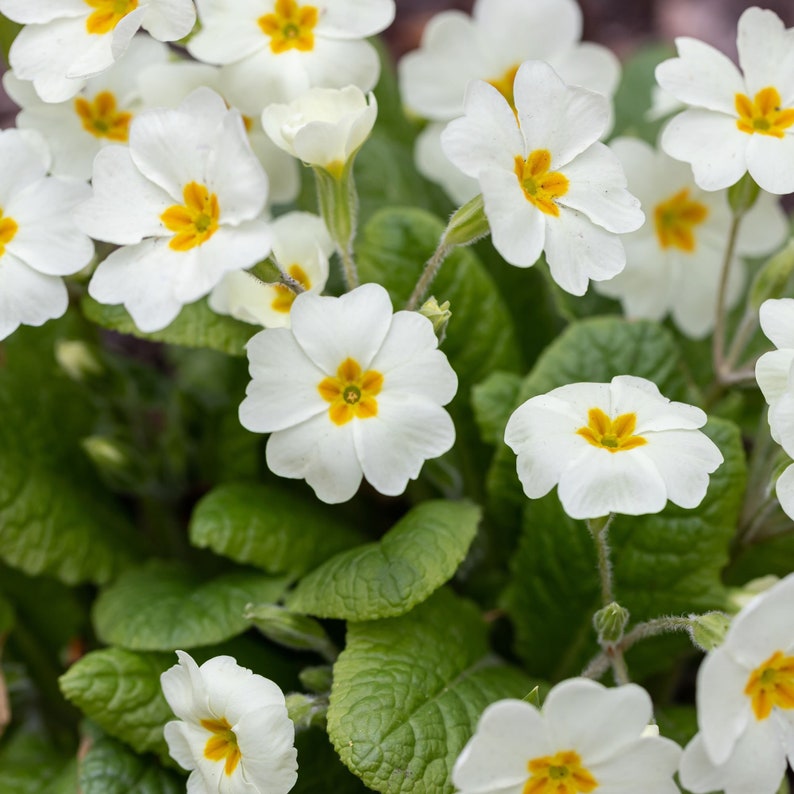 white organic flower seeds