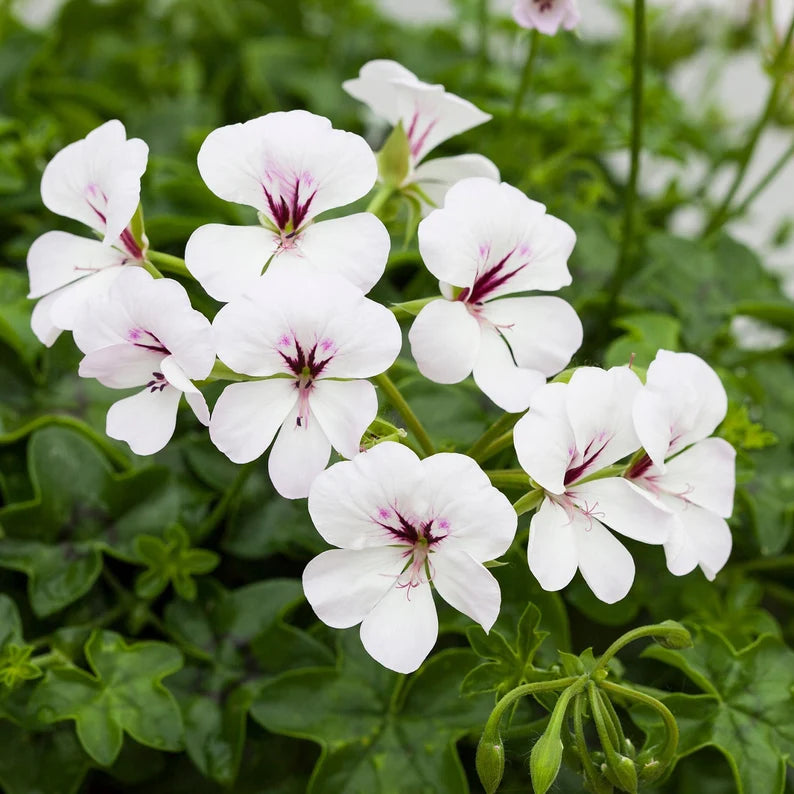 Friske Geranium Blomsterfrø til Plantning, Hvide 100 stk