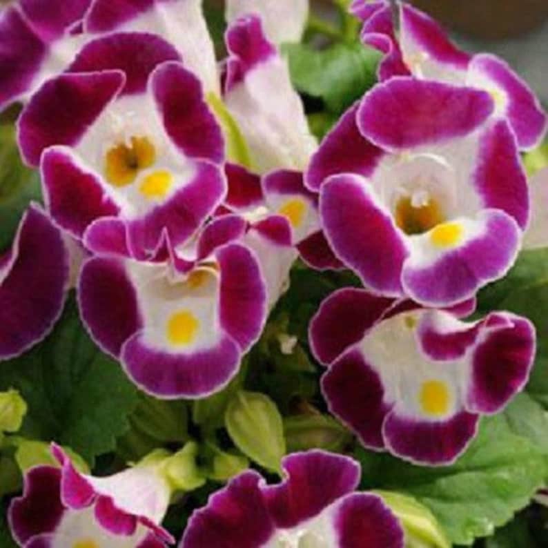 Violet Torenia Kauai Flower Seeds for Unique Gardens - 100 pcs