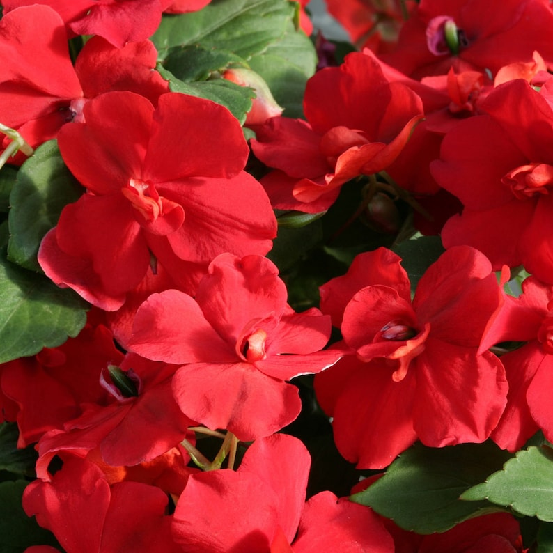 impatiens flower flower seeds