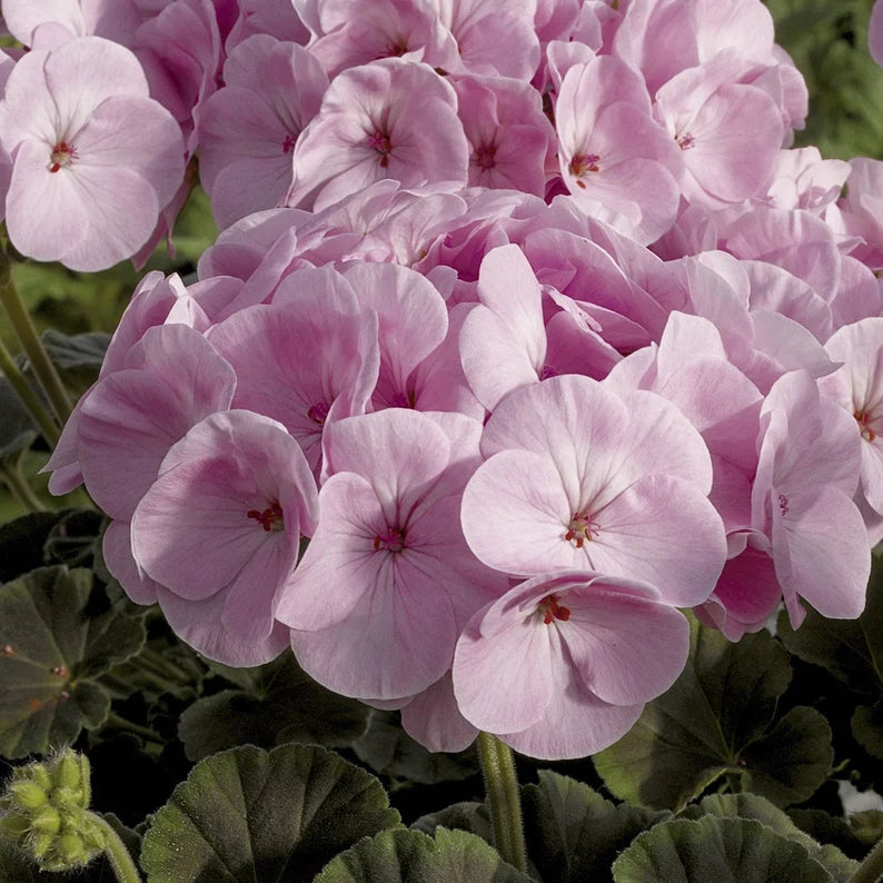 Friske Geranium Blomsterfrø til Plantning, Pink 100 stk