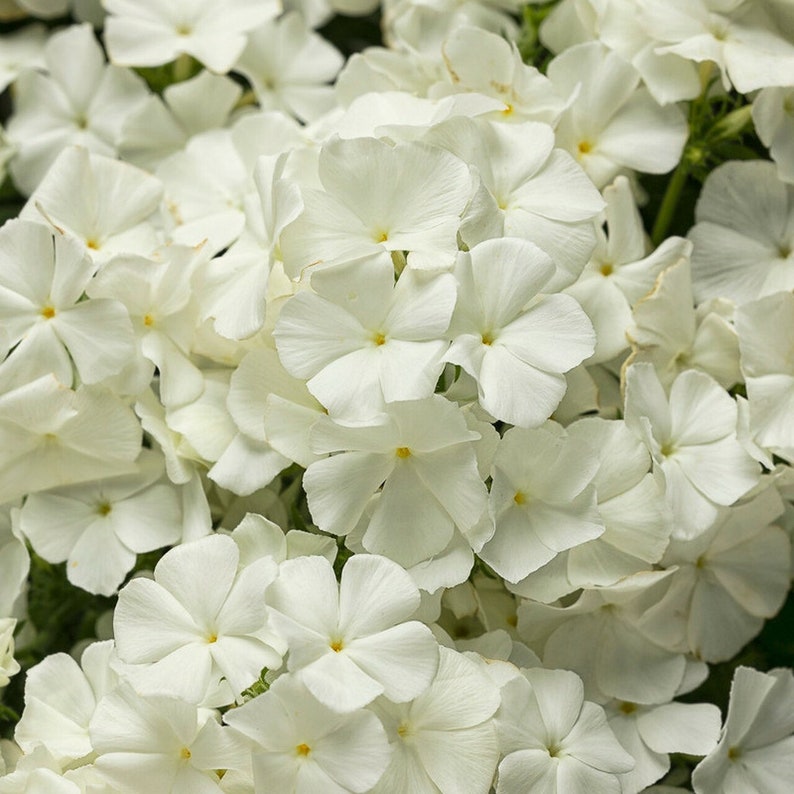 Heirloom Drummondii Flower Seeds, Non-GMO Colorful Annual Blooms for Garden Planting