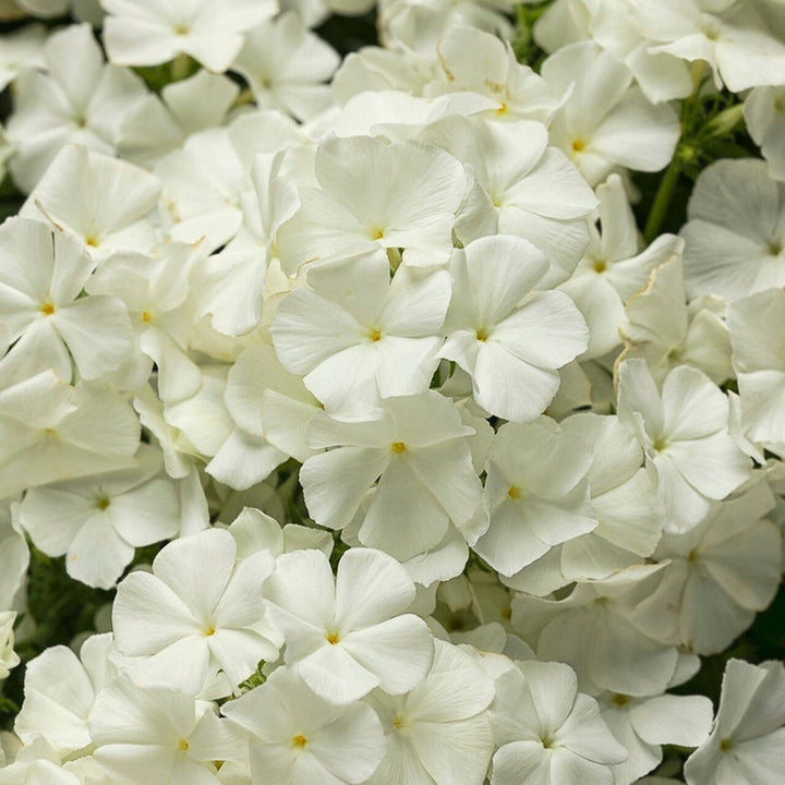 Heirloom Drummondii Flower Seeds, Non-GMO Colorful Annual Blooms for Garden Planting