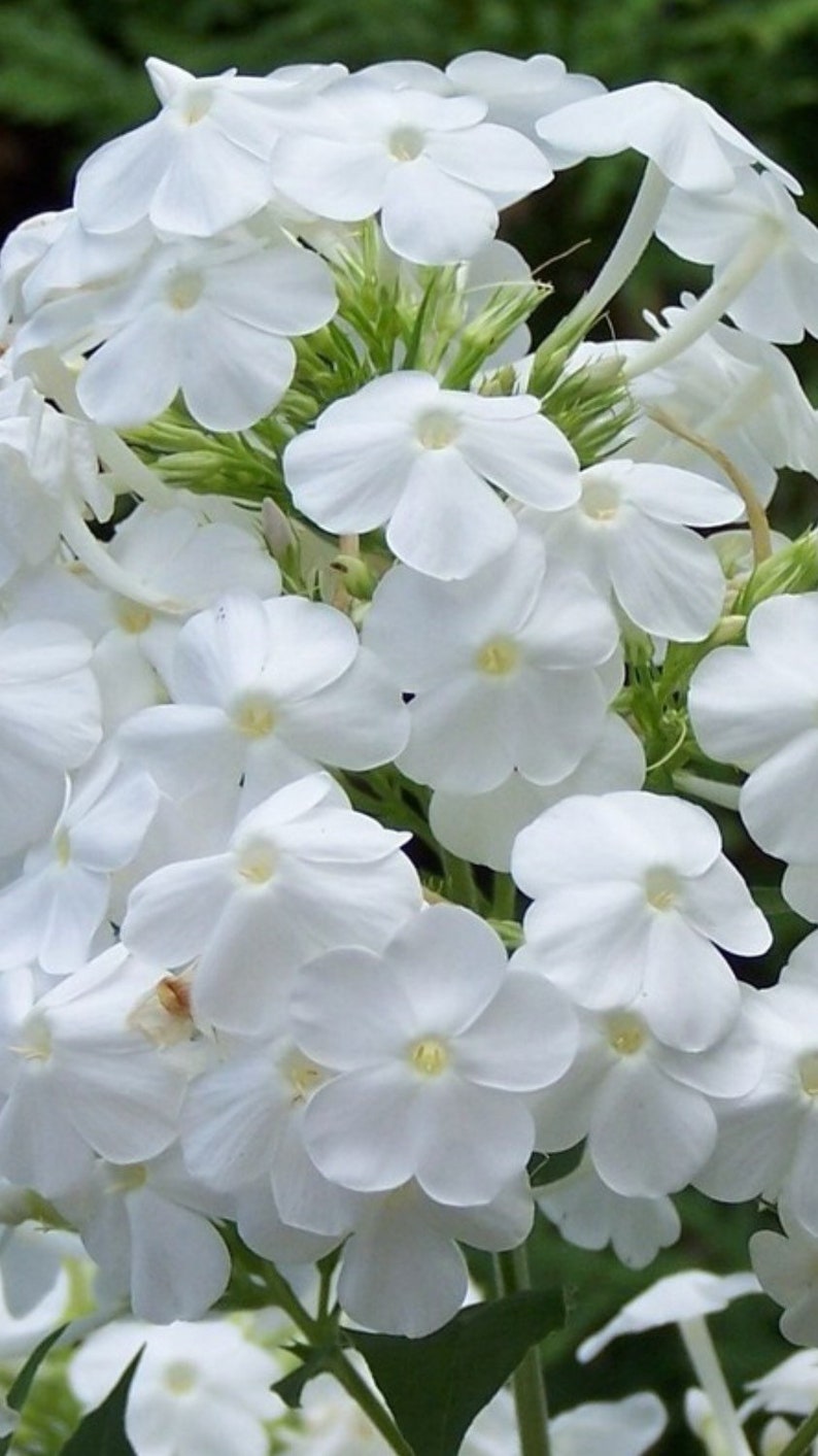 Heirloom Drummondii Flower Seeds, Non-GMO Colorful Annual Blooms for Garden Planting