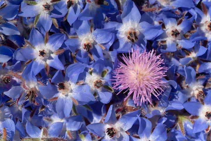 Heirloom Borago Officinalis Flower Seeds, Non-GMO Edible Herb Blooms for Garden Planting