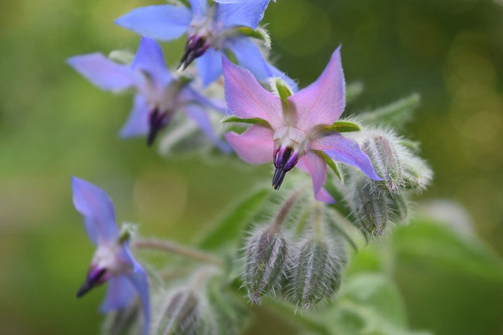 Heirloom Borago Officinalis Flower Seeds, Non-GMO Edible Herb Blooms for Garden Planting