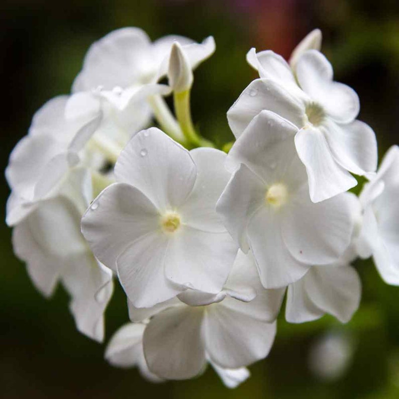 heirloom drummondii flower seeds