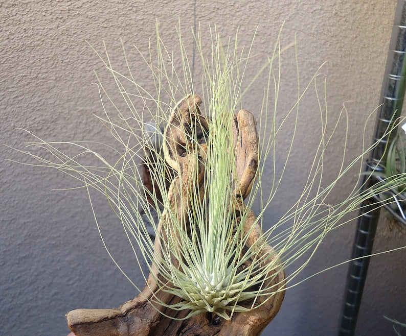 Organic Heirloom Tillandsia Fuchsii Seeds – Non-GMO Air Plant Variety | High Germination Organic Garden Seeds for Planting