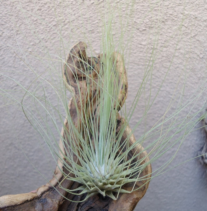 Organic Heirloom Tillandsia Fuchsii Seeds – Non-GMO Air Plant Variety | High Germination Organic Garden Seeds for Planting