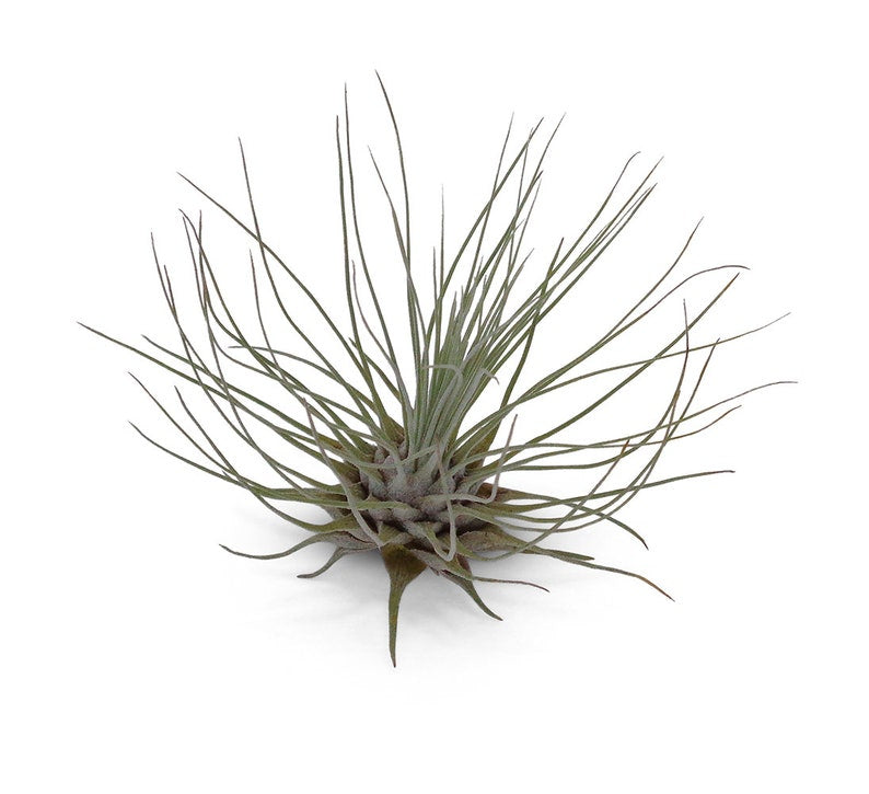 Organic Heirloom Tillandsia Fuchsii Seeds – Non-GMO Air Plant Variety | High Germination Organic Garden Seeds for Planting