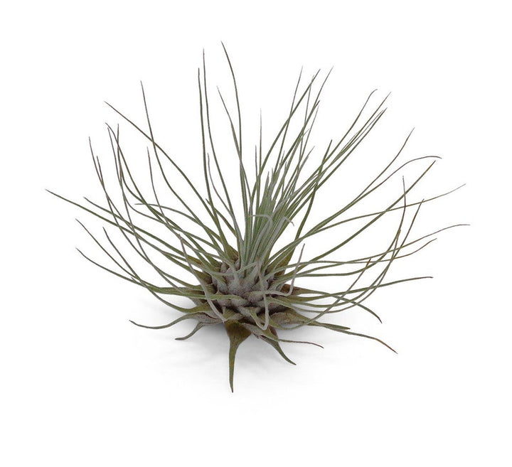 Organic Heirloom Tillandsia Fuchsii Seeds – Non-GMO Air Plant Variety | High Germination Organic Garden Seeds for Planting