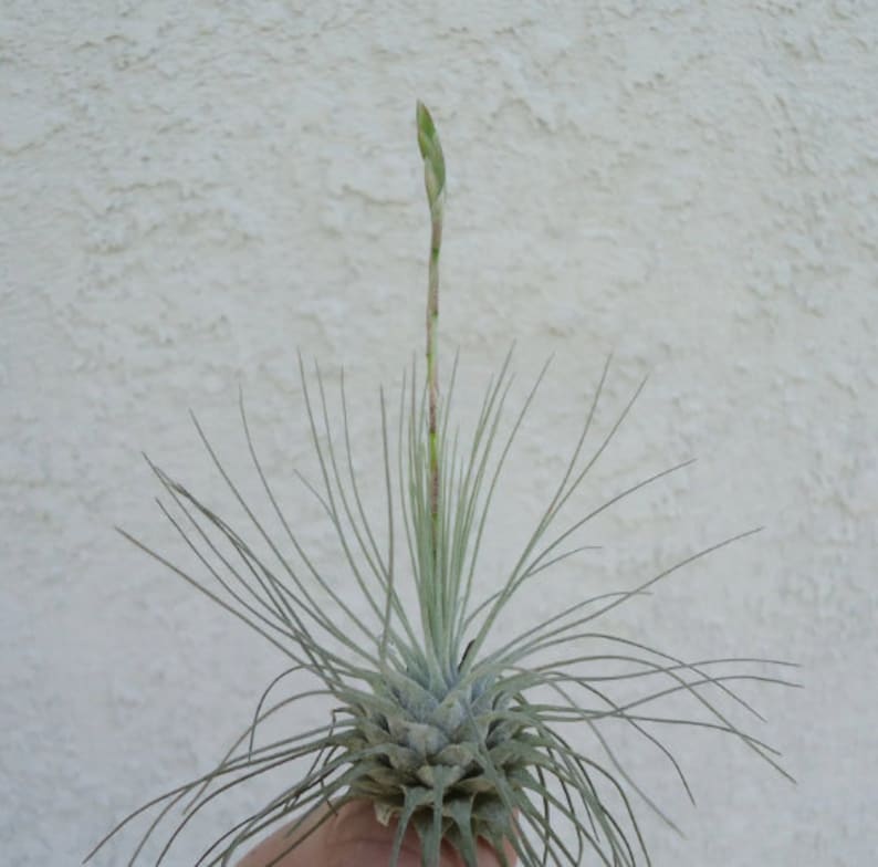 Organic Heirloom Tillandsia Fuchsii Seeds – Non-GMO Air Plant Variety | High Germination Organic Garden Seeds for Planting