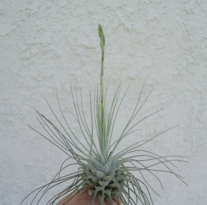 Organic Heirloom Tillandsia Fuchsii Seeds – Non-GMO Air Plant Variety | High Germination Organic Garden Seeds for Planting