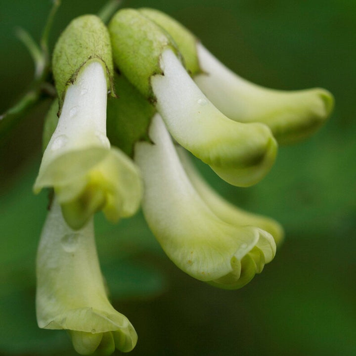 Astragalus Flower Seeds for Planting, White Blooms, 100 pcs