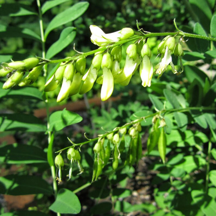 Astragalus Flower Seeds for Planting, White Blooms, 100 pcs