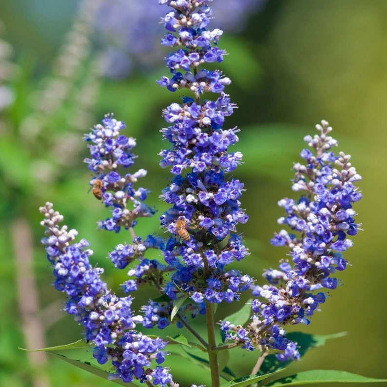 chasteberry flower flower seeds