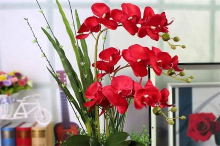 Red Phalaenopsis Orchid Flower Seeds – Heirloom, Non-GMO, Striking Blooms for Garden Planting