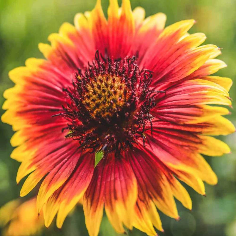 Gaillardia Pulchella Flower Seeds for Planting – Heirloom Non-GMO Vibrant Drought-Tolerant Blooms | High Germination